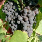 Pinot Meunier